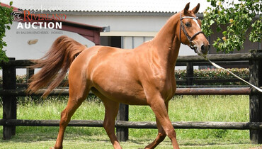 Four things to know about the Exclusive Riverland Auction on Saturday, August 21st