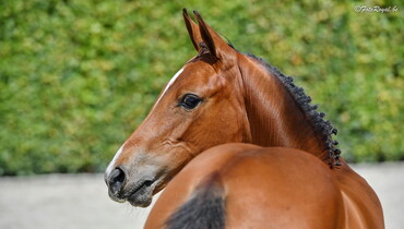 H&M All In, Toveks Mary Lou, Hardrock Z ... it all comes together at Equbreeding.auction