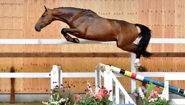 Horse Auction Belgium: The Olympic Edition