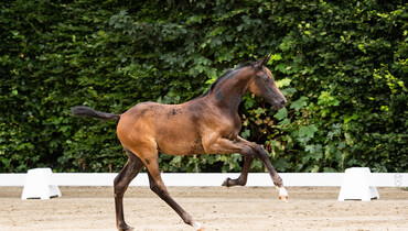 Eleven Holsteiner foals for the future: Foal auction of the Holsteiner Verband in Hamburg