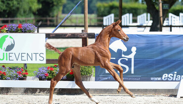 XXI. ESI Foal Auction – Europe's gateway to exclusive jumping foals