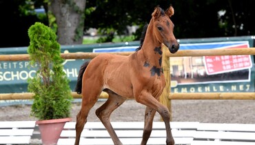 Bid now! 3rd Schockemöhle/Helgstrand International Online Foal Auction: Your next star a click away