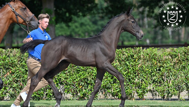 Zangersheide Exclusive Live Foal Auction: Tonight Saturday 28th of August