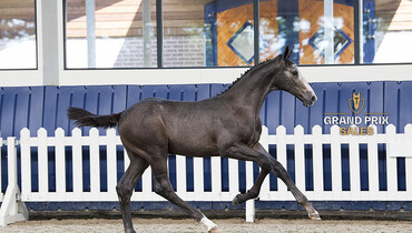 Offspring Panama du Seigneur, Centa de Muze, Urmina, Liscalgot… in next Grand Prix Sales!