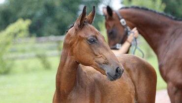 Ekestrian is back with an Elite Showjumping Auction on September 14th and 15th!