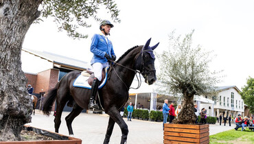 Christian Ahlmann's Dominator 2000 Z returns to the show ring in Riesenbeck