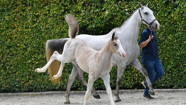 Time to get your equestrian future secured with Equestrian-Auctions