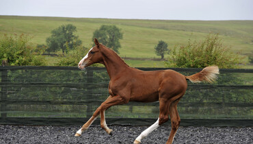New collection launches for the Science Supplements Bolesworth Elite Foal & Embryo Online Auction