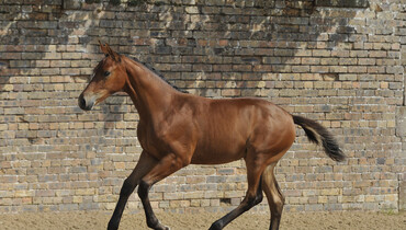 New collection launches for the Science Supplements Bolesworth Elite Foal & Embryo Online Auction
