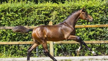 Excellent collection Prinsjesdag online; top foals with a story