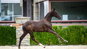 Biddings are open for Trigon Foal Auction IV