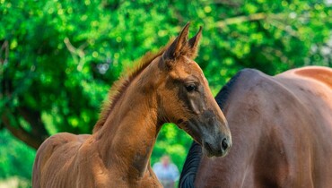 The Ekestrian Elite September Auction is open! Discover an exceptional colt, son of Molly Malone by Kashmir van Schuttershof and many more!