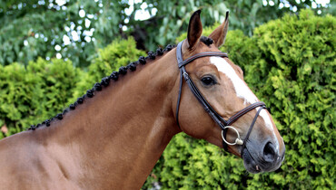 Baltic Horse Auction: A new and rising destination for quality horses