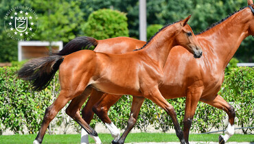 Fit For Fun-son sold for 160.000 Euro at Zangersheide Quality Auction