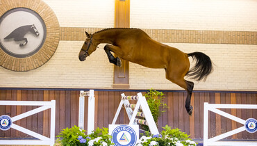 Trigon Auctions enters a new season with 3-year-olds