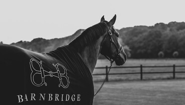 Barnbridge gathers the lots of elite auctions on one platform