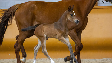 First class jumping foals for sale in Limburg Foal Auction