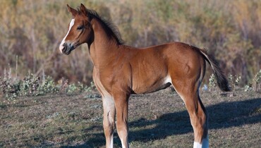 Clone of Nick Skelton’s Arko III born