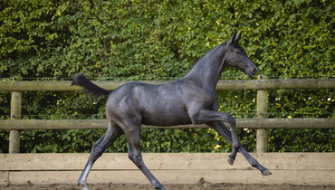 Last foal auction closes Saturday evening: Don't miss it