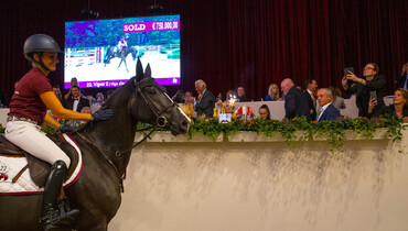 €750,000 sold Viper Z tops exceptional edition of Dutch Sport Horse Sales