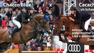 Exceptional online auction of Belgian foals & embryos – all bred by Optimus