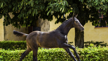 Future showjumping stars in the SWB Elite Online Foal Auction