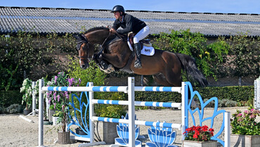 SLF Horse Auctions: Horses you can show the world
