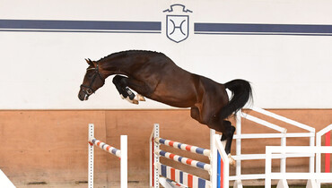 Discover your champion of the future: At the Holsteiner Stallion Grading and Elite Riding Horse Auction Sale on 30 October