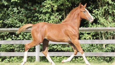 Olympic rider Niels Bruynseels buys different lots on auction of Optimus stables