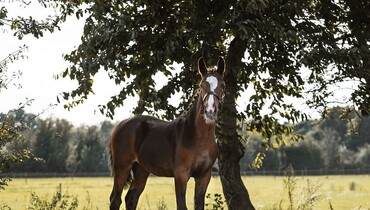 Discover the largest Elite Showjumping catalogue ever presented by Ekestrian!