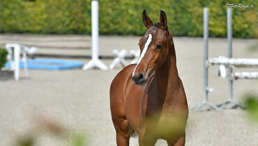 Excited about our “one of a kind” breeding collection