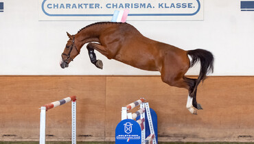 The countdown is on: Holsteiner Grading and Elite Riding Horse Auction