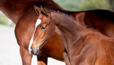 Discover the catalogue of the Ekestrian No-Reserve Auction of November 2nd & 3rd!
