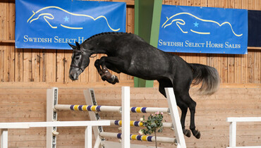 Bidding is now open at Swedish Select Horse Sales 2021!