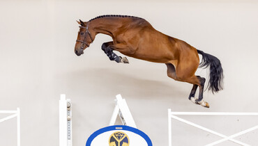 The Youngsters Auction offers future talents including the ¾ sister of WC Lyon winner Chaplin