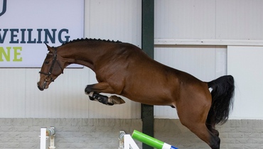 Only the most promising horses selected in the last Paardenveiling Online auction of 2021!