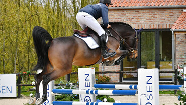 The ideal Christmas gift? Discover the talented showjumping talents of Chosen.auction