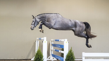 Ten promising future stars for sale in HX Auctions