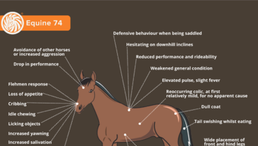 Equine 74 Gastric: 21 typical signs that your horse has stomach ulcers – Part 2