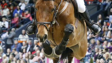 FEI states that training methods shown in RTL video footage are totally unacceptable from a horse welfare perspective