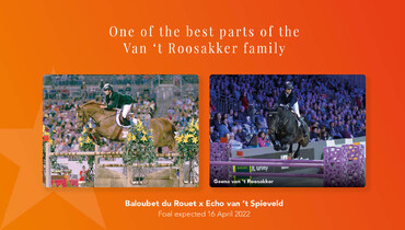Fourteen special embryos for sale during embryo auction Prinsjesdag