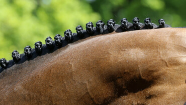 This weekend's CSI2* Grand Prix winners