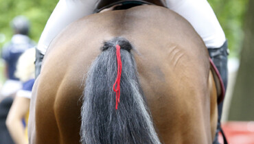 FEI Board approves temporary measures in view of vaccine shortage