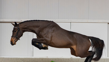 Investing in the future: Special talents in the auction of Paardenveilingonline.com