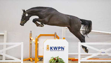 KWPN Select Sale: From World Champions to Grand Prix horses