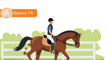 Equine 74 Gastric: Many roads lead to gastric ulcers in horses