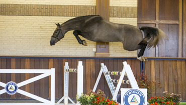 Spring has begun at Trigon Auctions