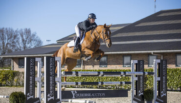 World-wide interest in Youhorse.auction horses