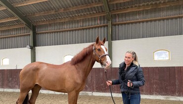 Equine 74 Gastric: Interview with Suzanne van Mierlo – With Equine 74 Gastric, you stay one step ahead of the problem