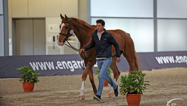 All horses pass the second veterinary inspection at the  Longines FEI Jumping World Cup™ Final 2022